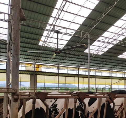 Quạt trần công nghiệp Kale fans Diamond 3 quạt trần công nghiệp Kale fans Diamond